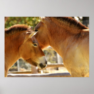 Póster Beautiful Horses