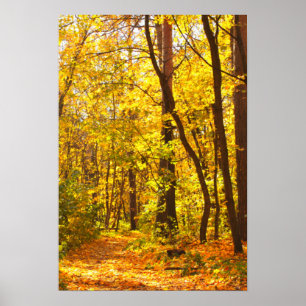 Póster Beautiful Landscape - Road In Autumn Forest