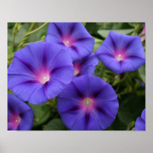 Póster Beautiful Morning Glories in Bloom