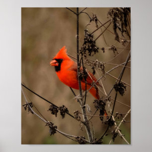 Póster Beautiful Northern Cardinal 