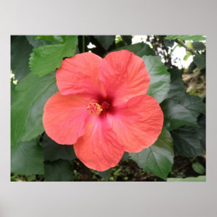 Póster Beautiful Orange Hibiscus Flower Poster