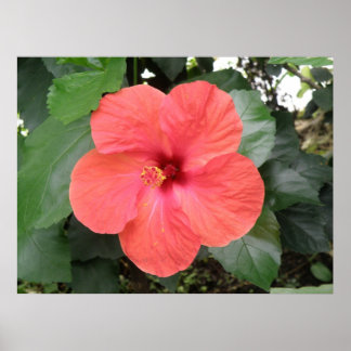 Póster Beautiful Orange Hibiscus Flower Poster