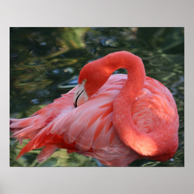 Póster Beautiful Pink Flamingo Poster. (Frente)