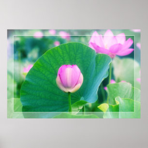 Póster Beautiful Pink Lotus Bud Flower Green Leaf Blossom