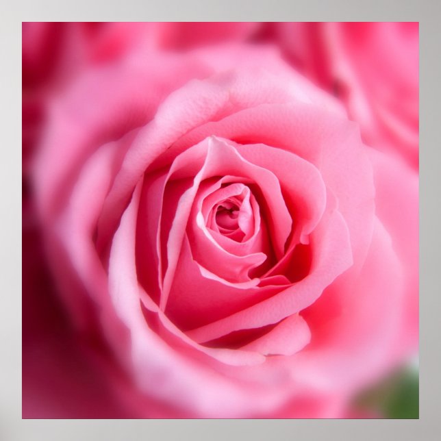 Póster Beautiful Pink Rose (Frente)