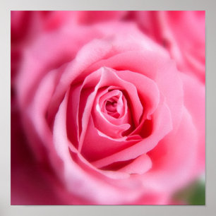 Póster Beautiful Pink Rose