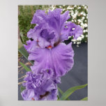 Póster Beautiful Purple Iris Lilac Flower Garden Poster<br><div class="desc">Beautiful Iris Flower Garden Poster. A glorious poster to compliment any decor,  taken from my own garden.</div>
