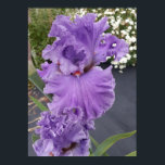 Póster Beautiful Purple Iris Lilac Flower Garden Poster<br><div class="desc">Beautiful Iris Flower Garden Poster. A glorious poster to compliment any decor,  taken from my own garden.</div>