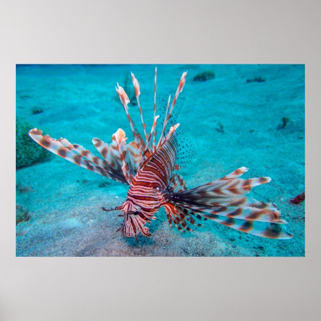Póster Beautiful Red Lion Fish (Frente)