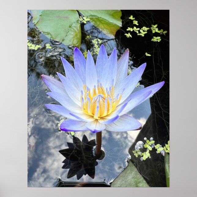 Póster Beautiful Water Lilly Photo (Frente)