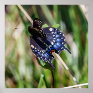 Póster Beautiful Wings