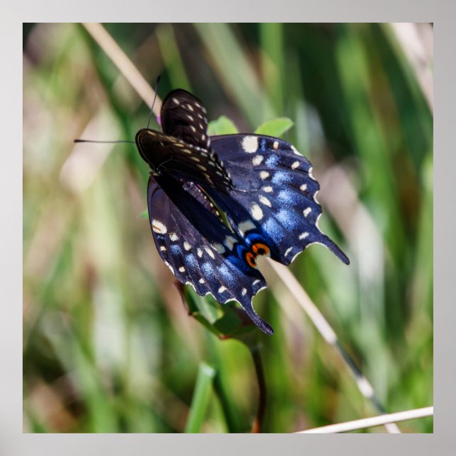 Póster Beautiful Wings (Frente)