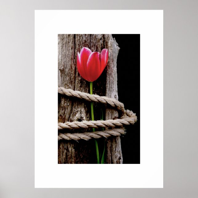 Póster Beauty Held Hostage Poster (Frente)