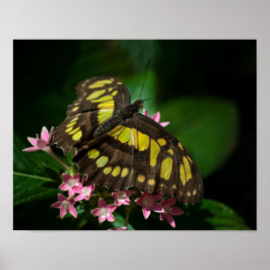 Póster Beauty in the Stars Print