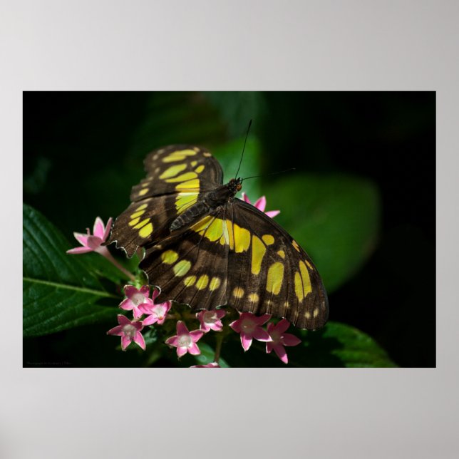 Póster Beauty in the Stars Print (Frente)