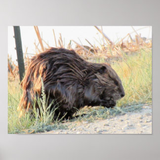 Póster Beaver