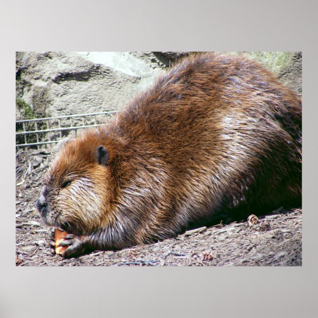 Póster Beaver (Frente)