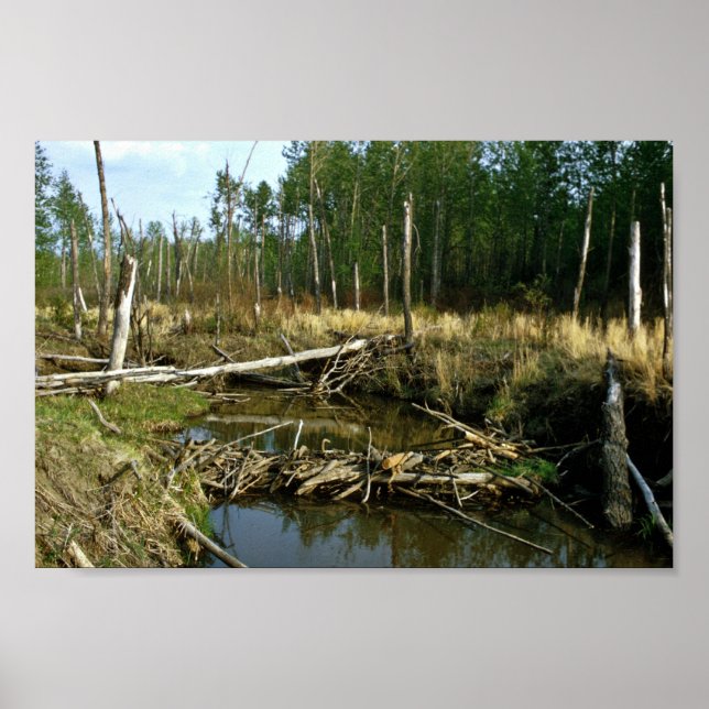 Póster Beaver Dam (Frente)
