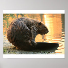 Póster Beaver Sunset