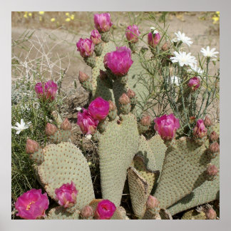 Póster Beavertail Cactus