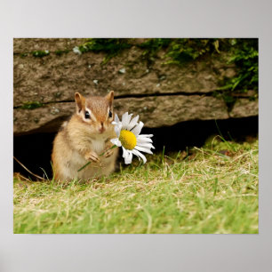 Póster Bebé adorable Chipmunk con Poster de margarita