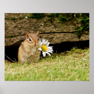 Póster Bebé adorable Chipmunk con Poster de margarita