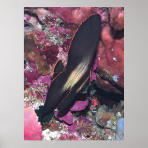 Póster Bebé Batfish