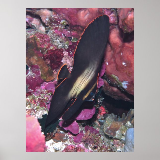 Póster Bebé Batfish (Frente)