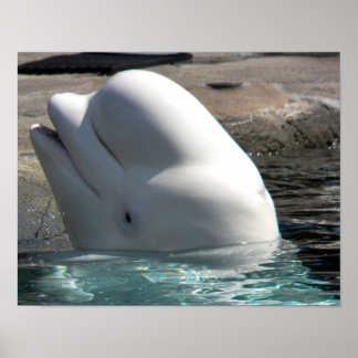 Póster Bebé blanco Beluga