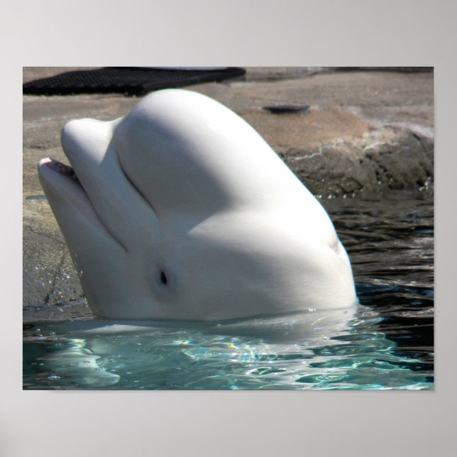 Póster Bebé blanco Beluga (Frente)