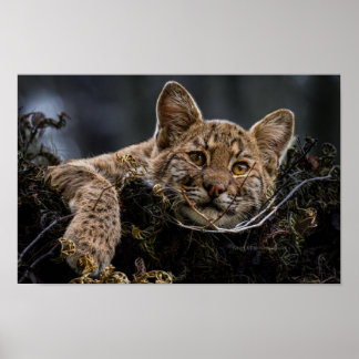 Póster Bebé Bobcat mintiendo en el árbol