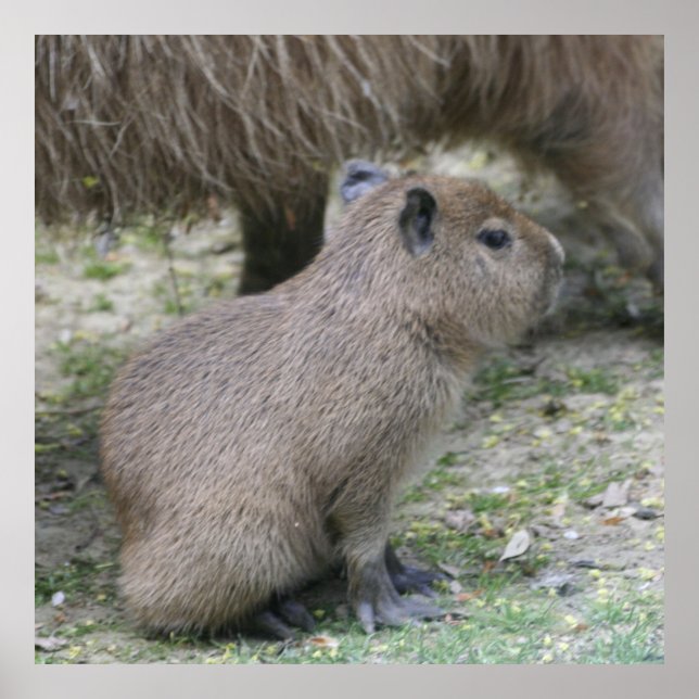 Póster bebé capibara (Frente)