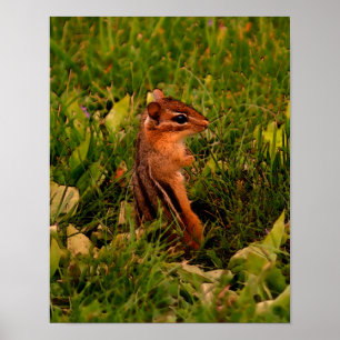 Póster Bebé Chipmunk Wildlife Animal Art