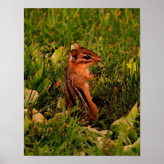 Póster Bebé Chipmunk Wildlife Animal Art (Frente)