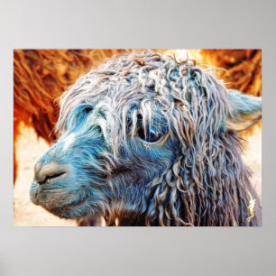 Póster Bebé de la Alpaca Cuta en Azul