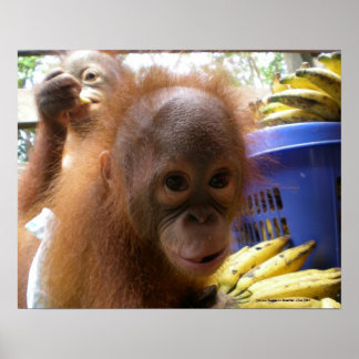Póster Bebé de Orangutan