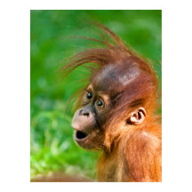 Bebé de orangután de bebé lindo sonriendo