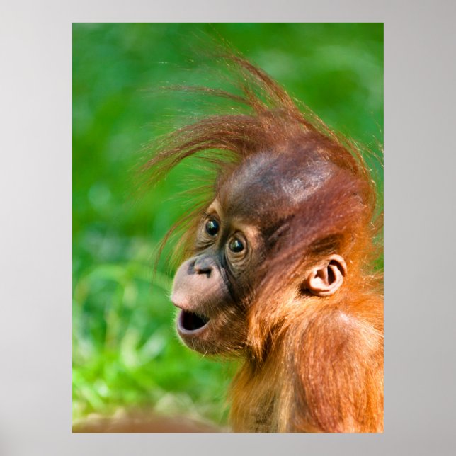 Póster Bebé de orangután de bebé lindo sonriendo (Frente)