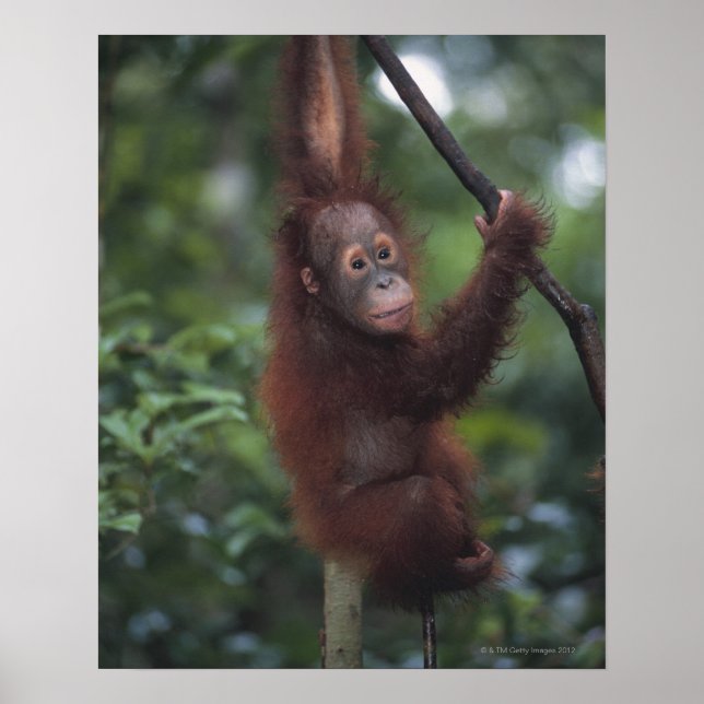 Póster Bebé de Orangutan escalando Liana (Frente)