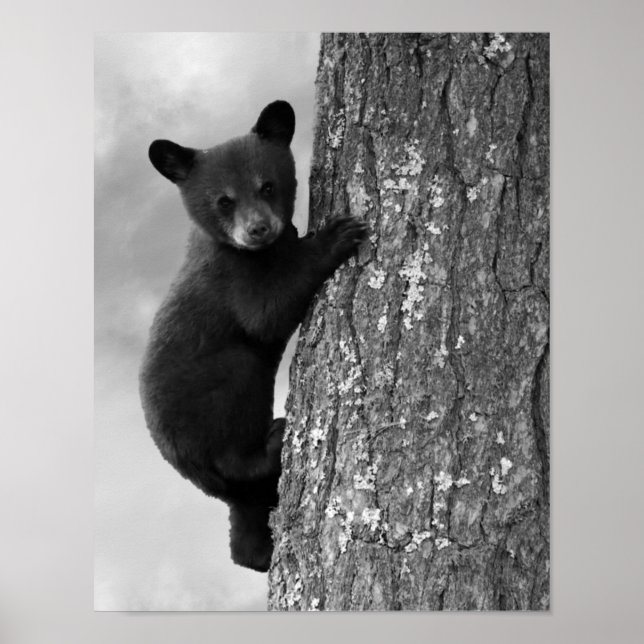 Póster Bebé de oso negro en un árbol rústico (Frente)