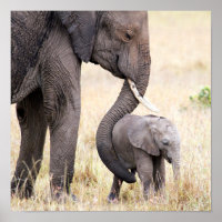 Bebé elefante con amor maternal