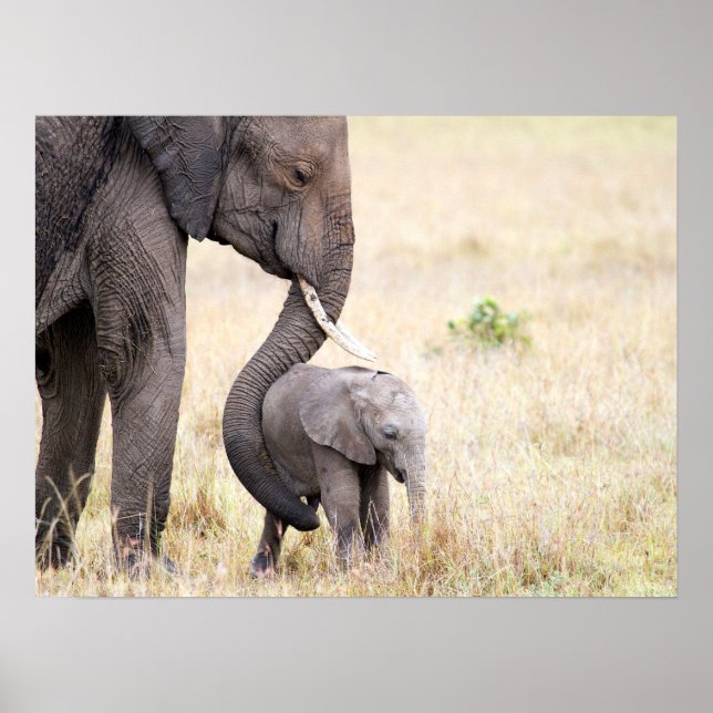 Póster Bebé elefante con foto de amor para la madre (Frente)