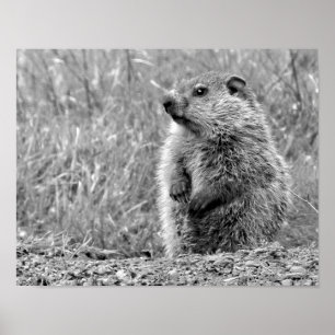 Póster Bebé en blanco y negro