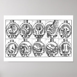 Póster Bebé en útero Vintage ilustracion anatomía de part