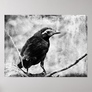 Póster Bebé Grackle