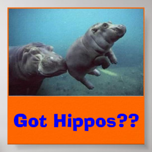 Póster bebé hipopótamo, ¿¿Tienes Hippos??