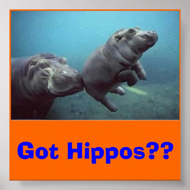 Póster bebé hipopótamo, ¿¿Tienes Hippos??