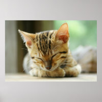 Bebé Kitty durmiente