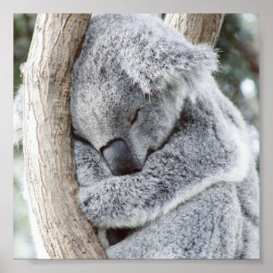 Póster bebé koala dormido
