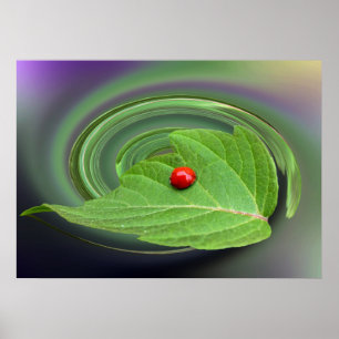 Póster bebé ladybug